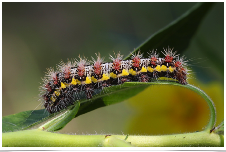 Acronicta oblinita
Smeared Dagger (Smartweed Caterpillar)
Barbour County, Alabama Acronicta oblinita
Smeared Dagger (Smartweed Caterpillar)
Barbour County, Alabama
